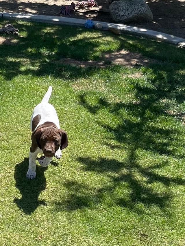 German Shorthaired Pointer Puppies media 7