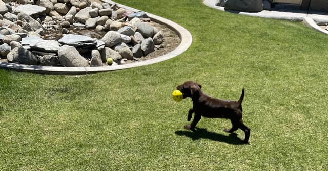 German Shorthaired Pointer Puppies media 8