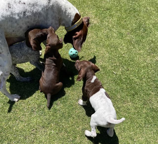 German Shorthaired Pointer Puppies media 9