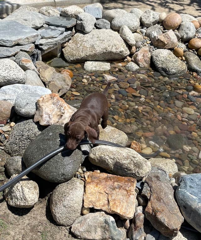 German Shorthaired Pointer Puppies media 10
