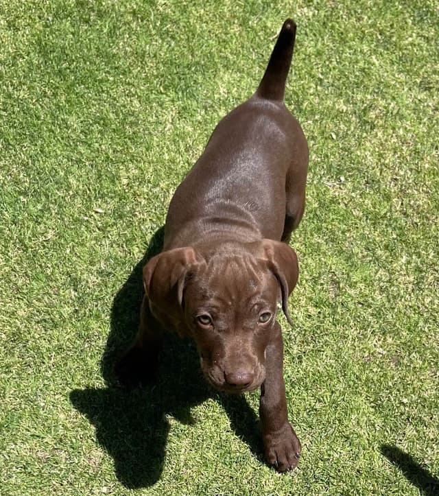 German Shorthaired Pointer Puppies media 11
