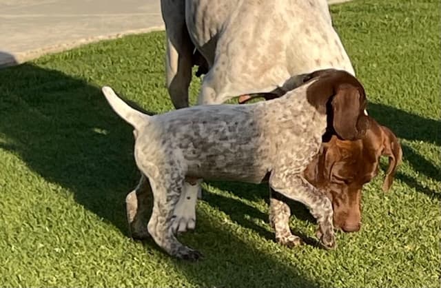 German Shorthaired Pointer Puppies media 14