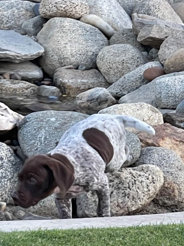 German Shorthaired Pointer Puppies media 15