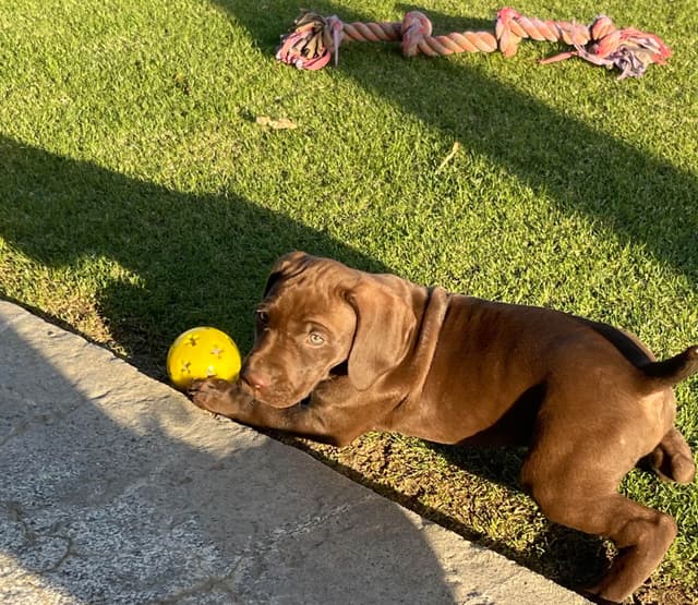 German Shorthaired Pointer Puppies media 16