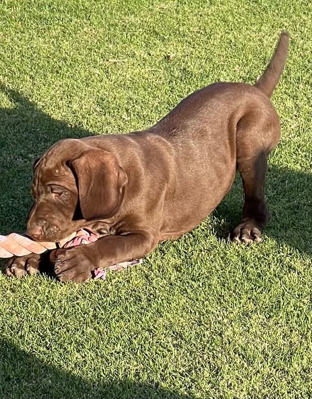 German Shorthaired Pointer Puppies media 19