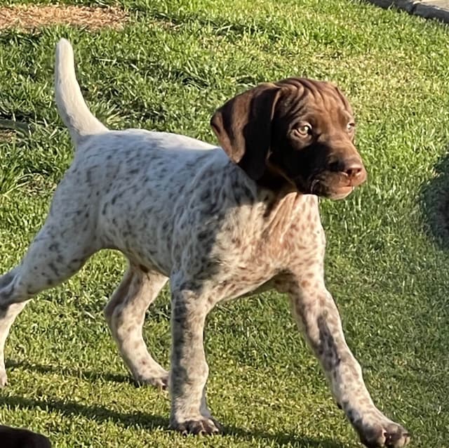German Shorthaired Pointer Puppies media 20