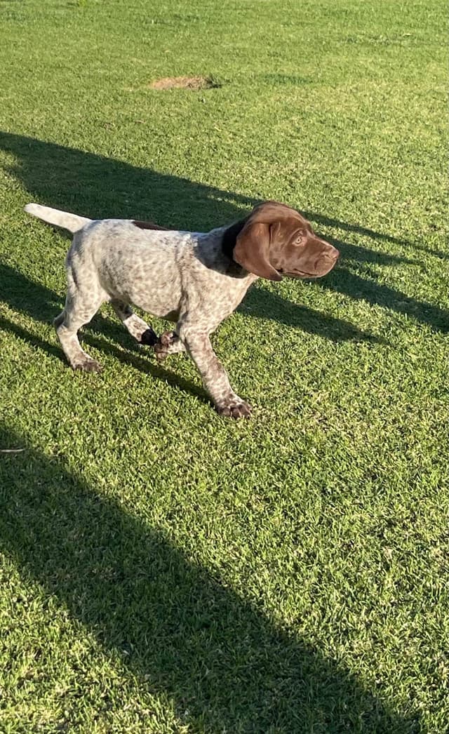 German Shorthaired Pointer Puppies media 21