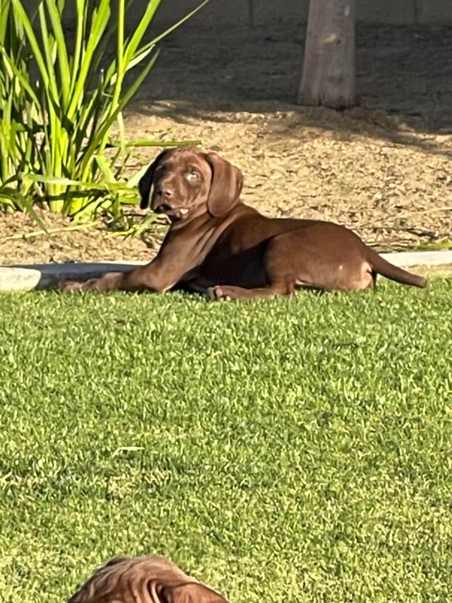 German Shorthaired Pointer Puppies media 22