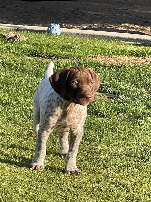 German Shorthaired Pointer Puppies media 23