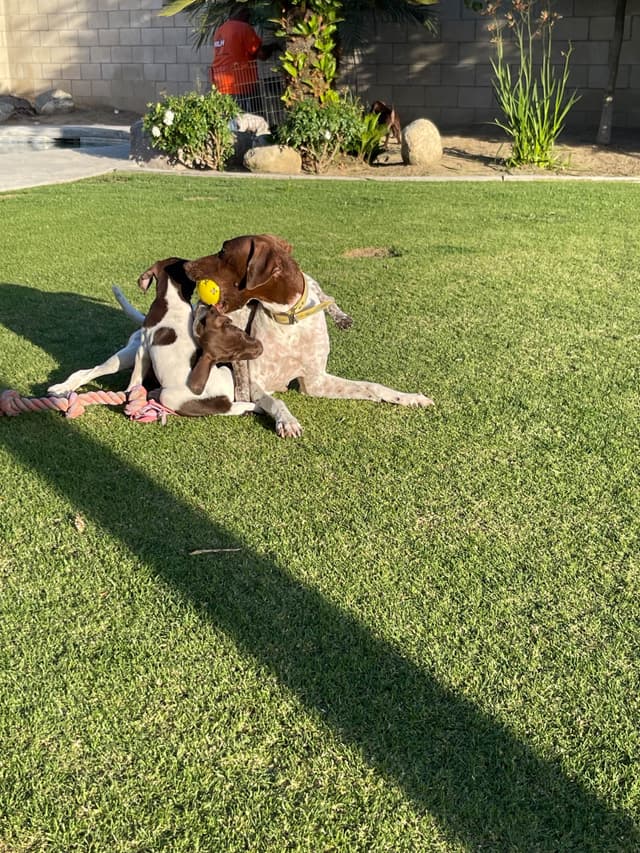 German Shorthaired Pointer Puppies media 24
