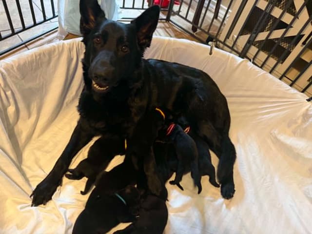German Shepherd Dog Puppies media 5