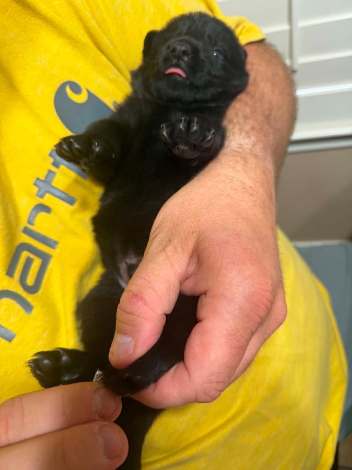 German Shepherd Dog Puppies breeder image 1