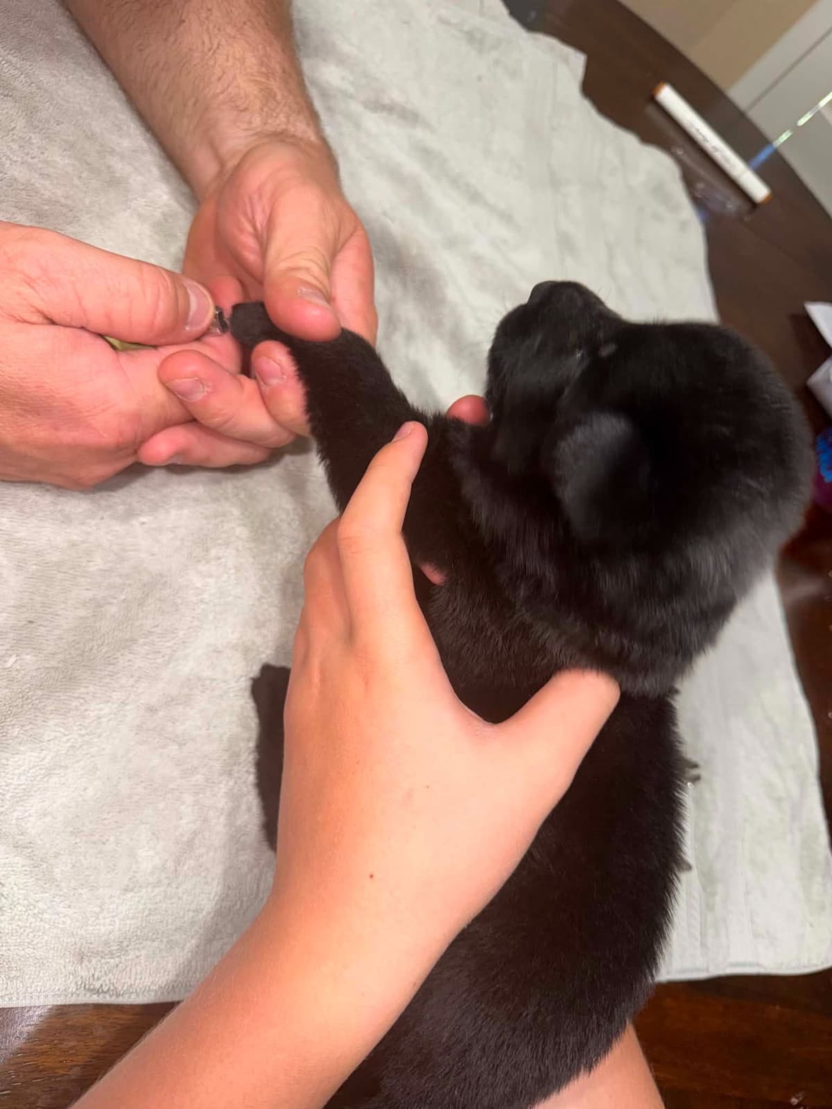 German Shepherd Dog Puppies breeder image 3
