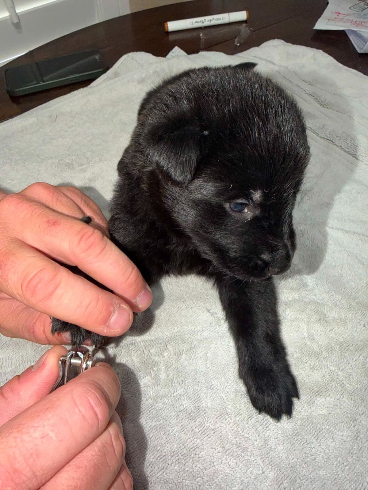 German Shepherd Dog Puppies breeder image 4