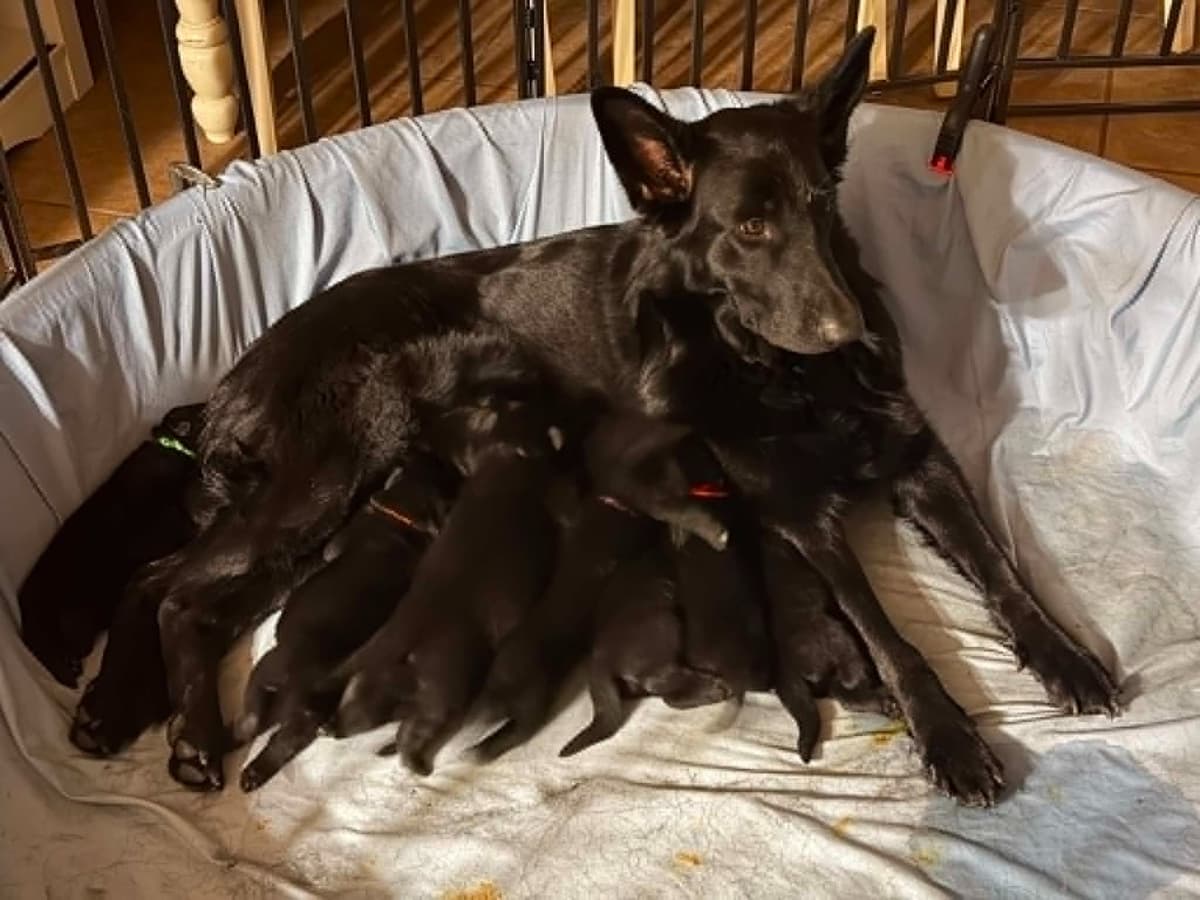 German Shepherd Dog Puppies breeder image 10