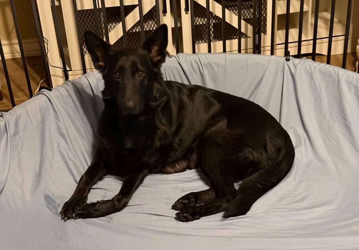 German Shepherd Dog Puppies breeder image 11