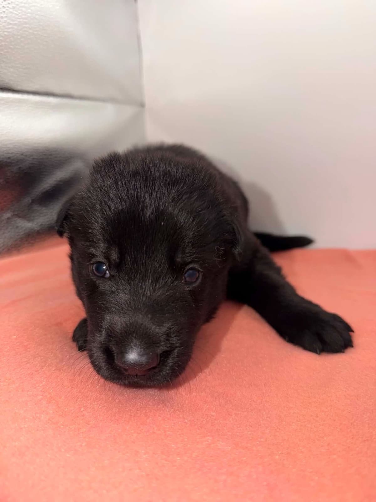 German Shepherd Dog Puppies breeder image 6