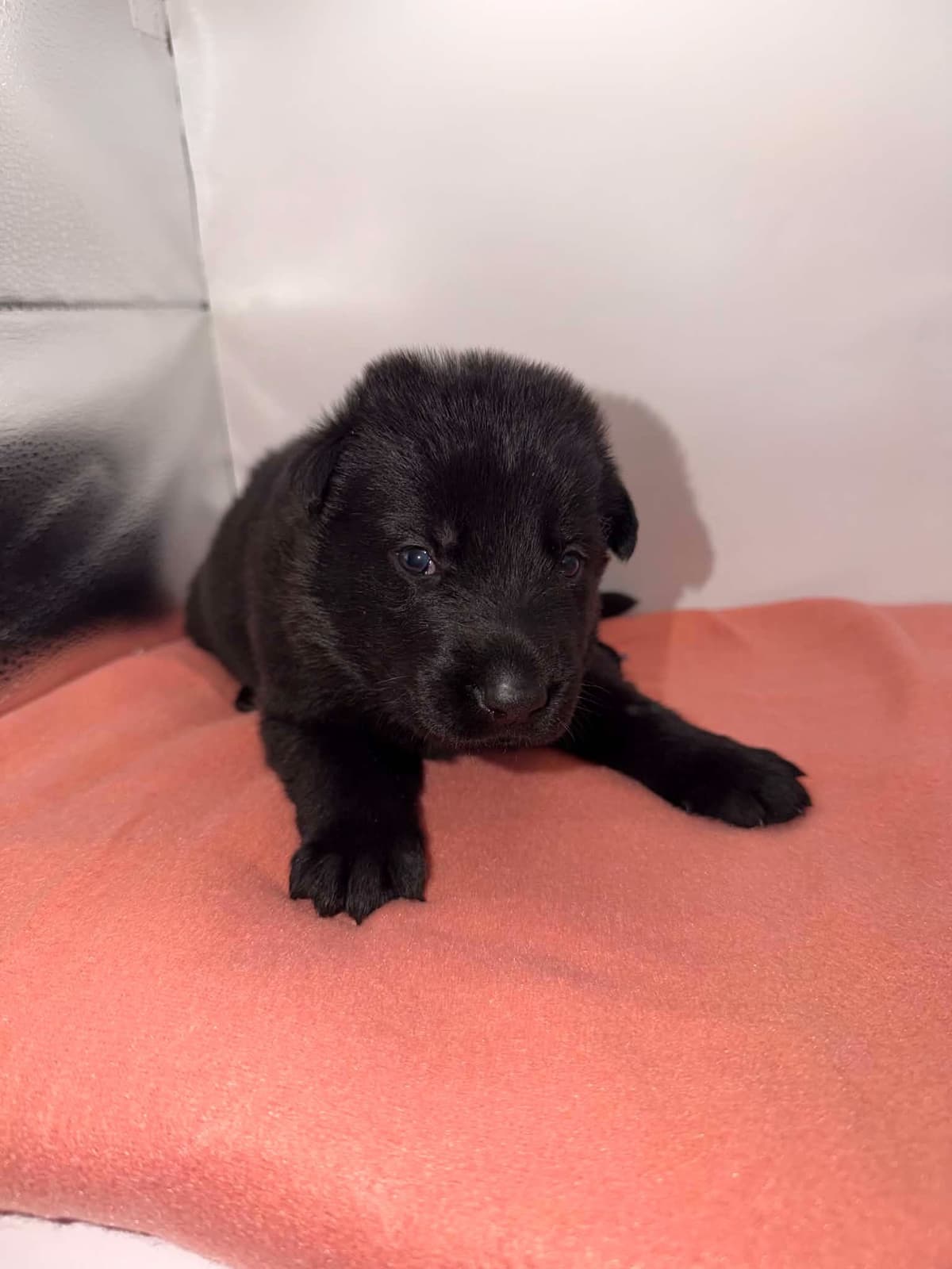 German Shepherd Dog Puppies breeder image 7
