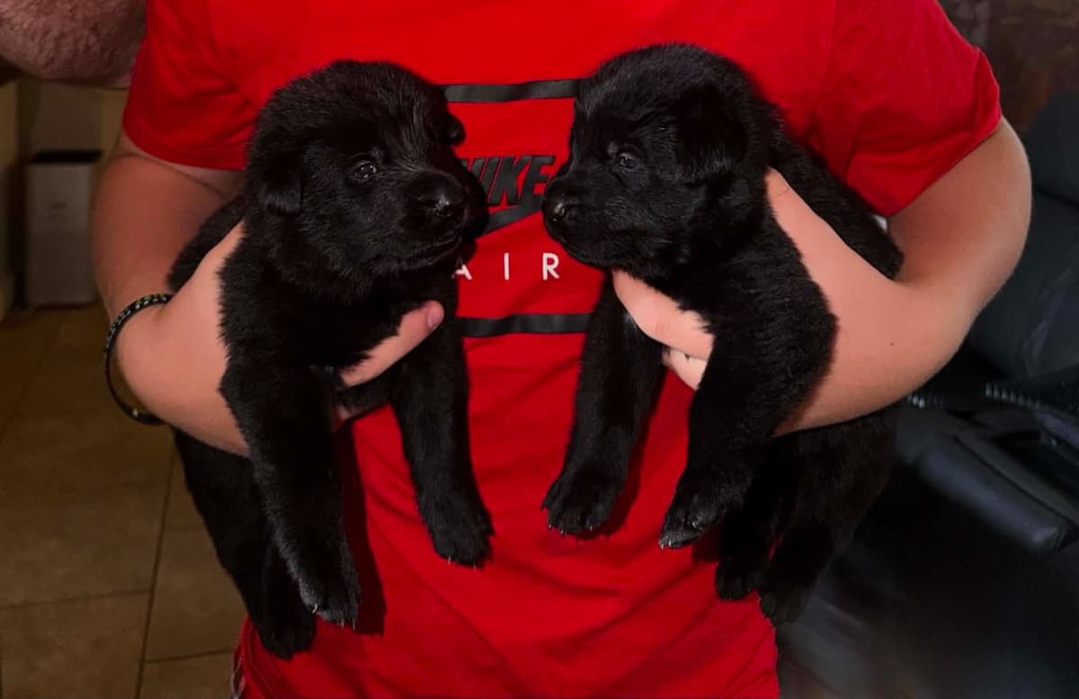 German Shepherd Dog Puppies breeder image 5