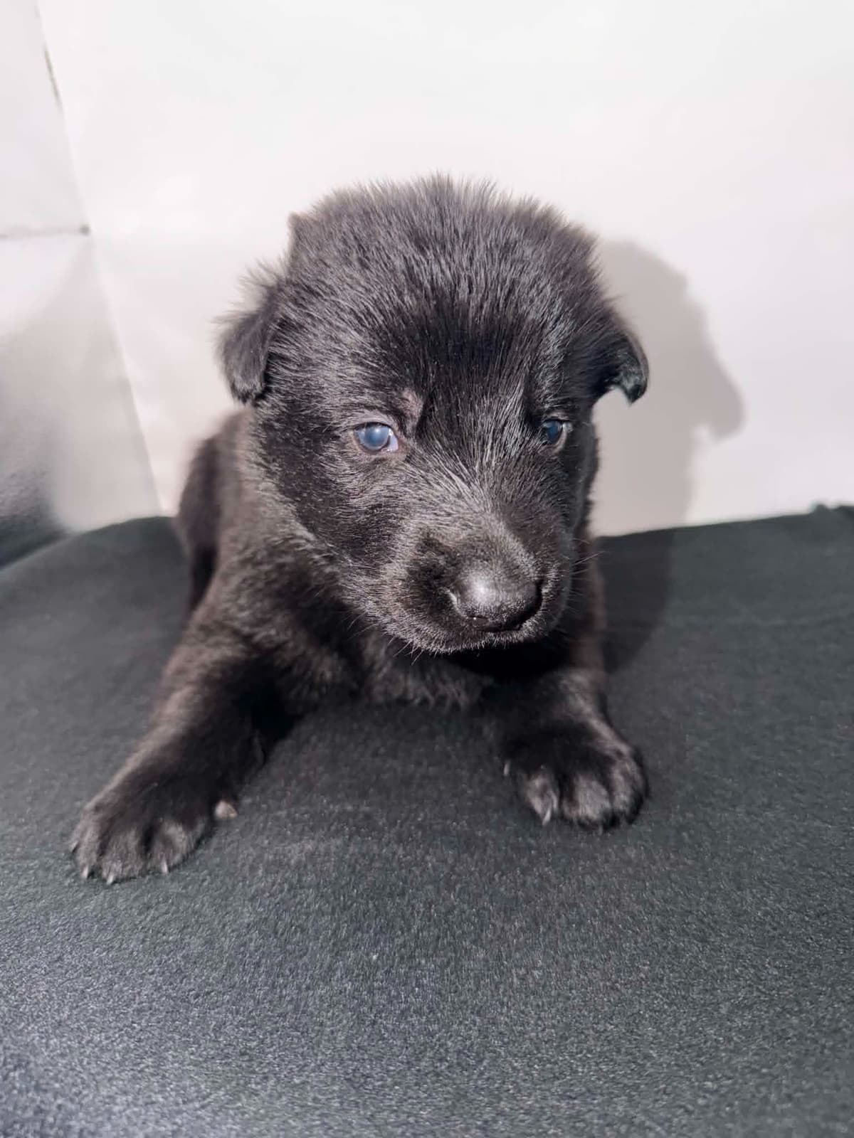 German Shepherd Dog Puppies breeder image 14