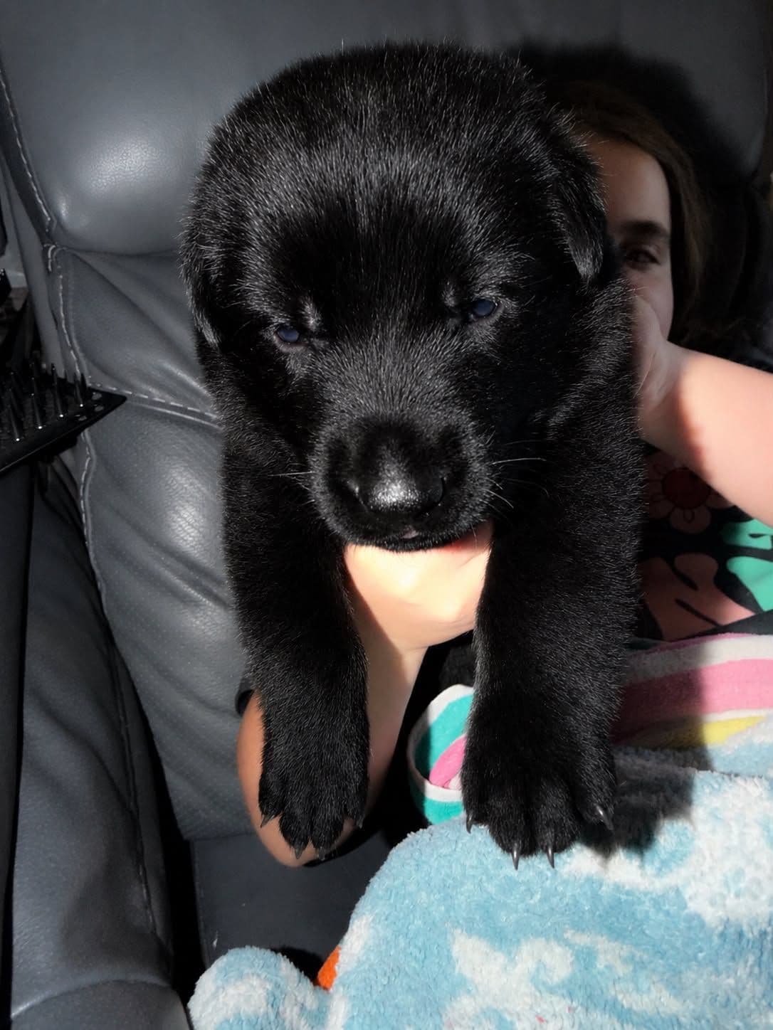 German Shepherd Dog Puppies breeder image 9