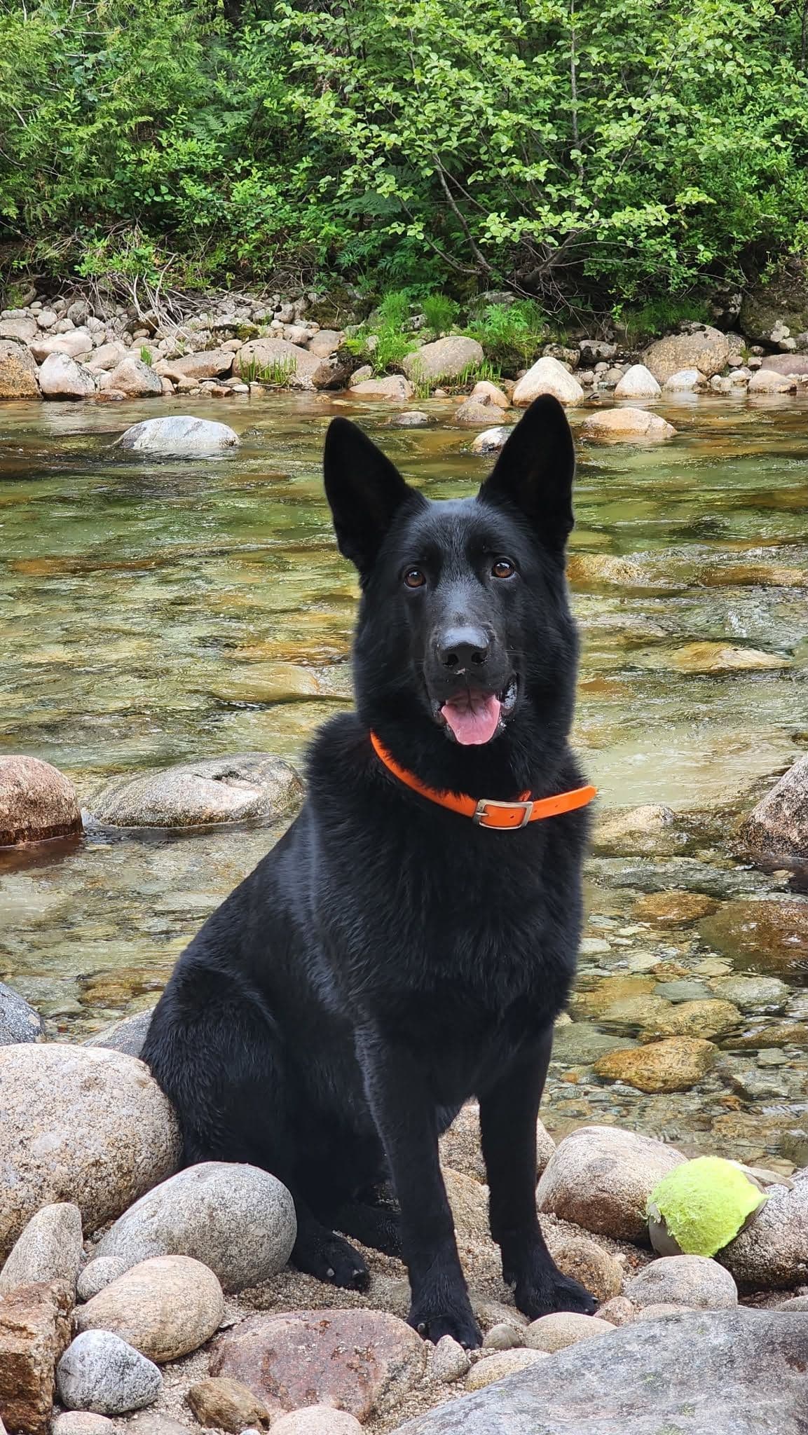 German Shepherd Dog Puppies breeder image 13