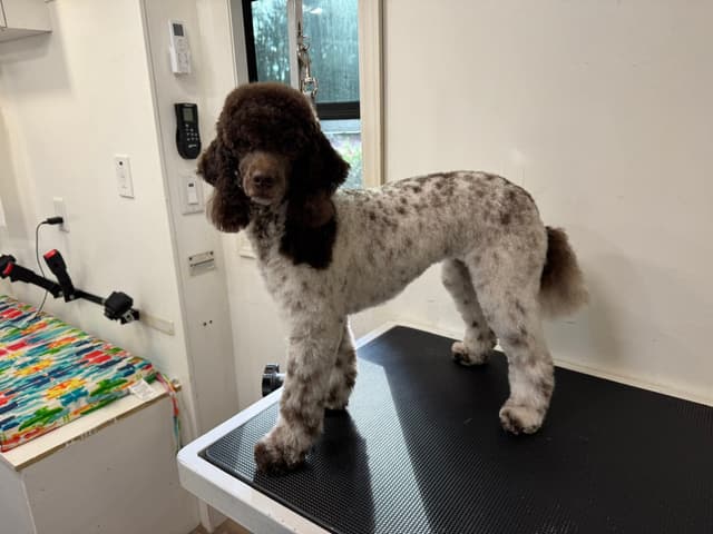 Poodle Puppies media 3