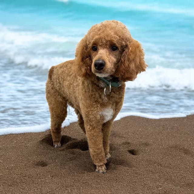 Poodle Puppies media 2
