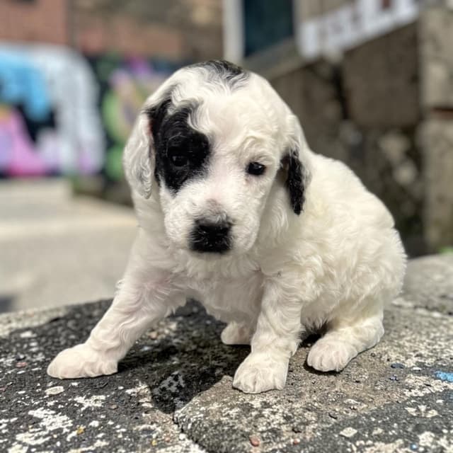 Poodle Puppies media 4