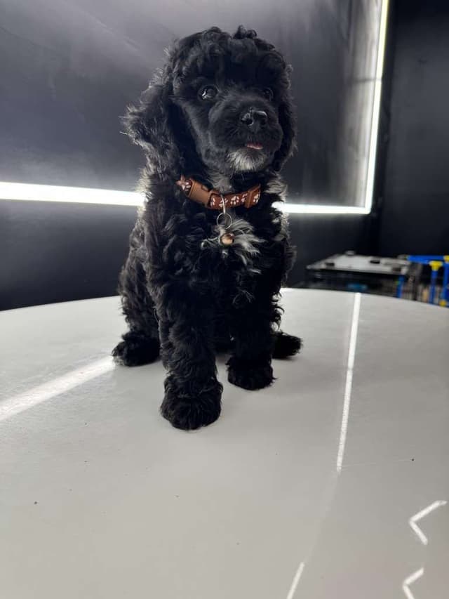Poodle Puppies media 6