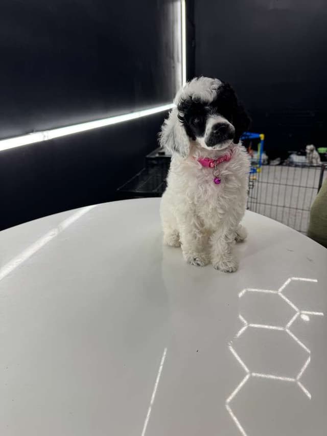 Poodle Puppies media 7
