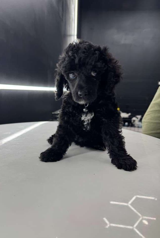 Poodle Puppies media 8