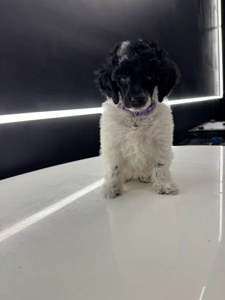 Poodle Puppies breeder image 4