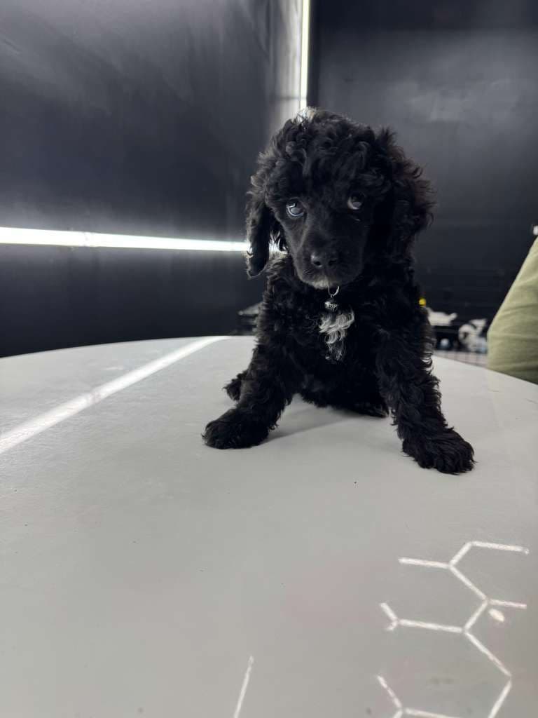 Poodle Puppies breeder image 5