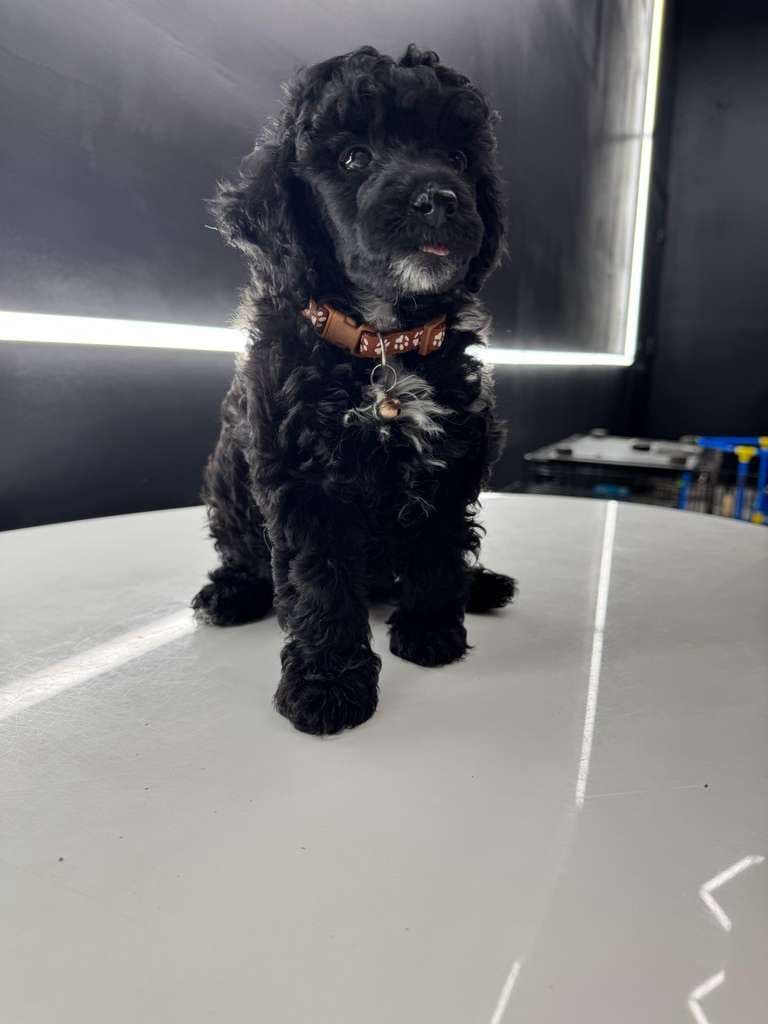 Poodle Puppies breeder image 8