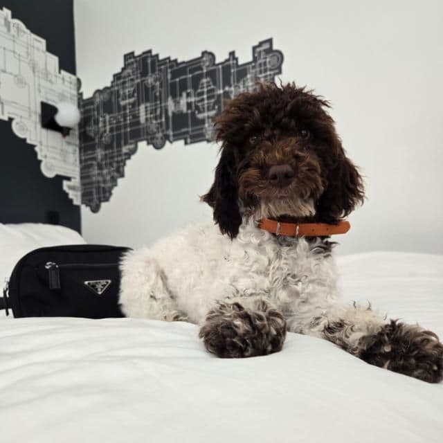 Poodle Puppies breeder image 6
