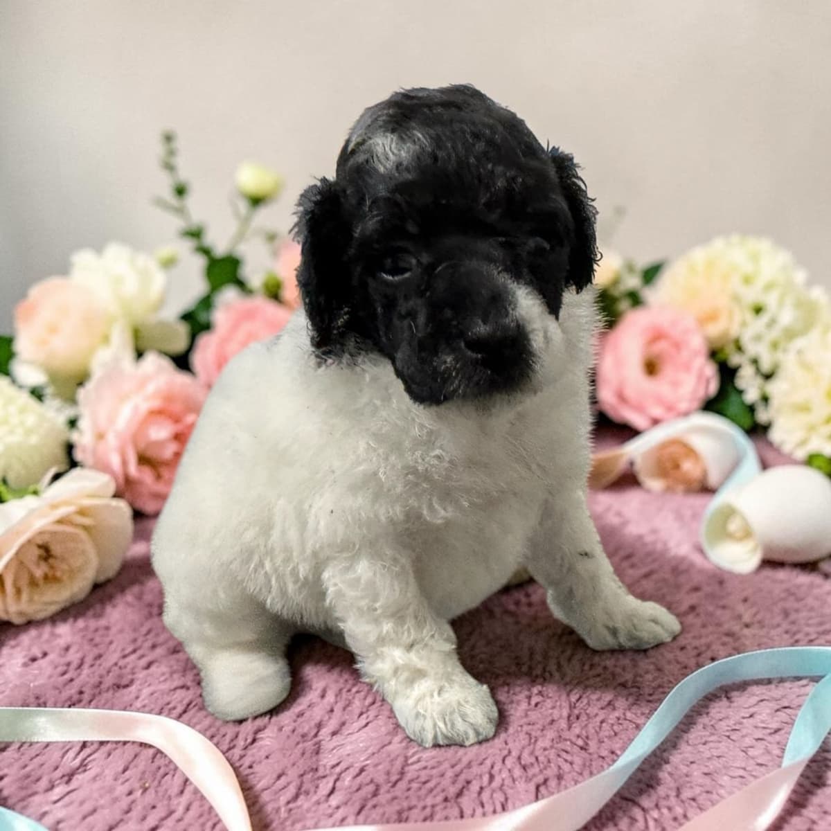 Poodle Puppies breeder image 10