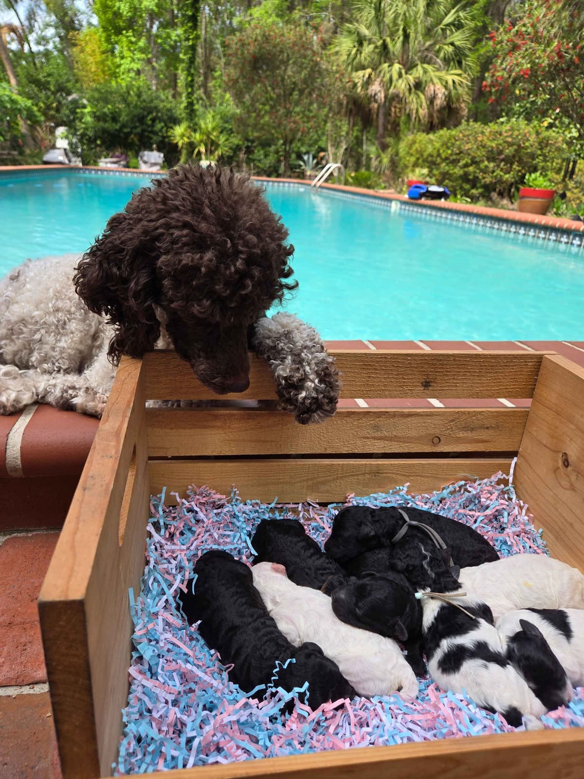 Poodle Puppies breeder image 1