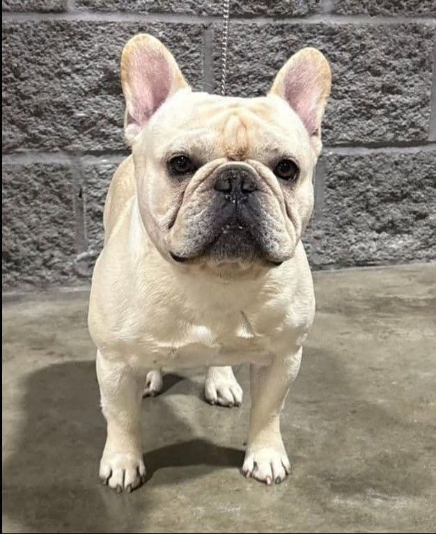 French Bulldog Puppies - Champion Sire media 3
