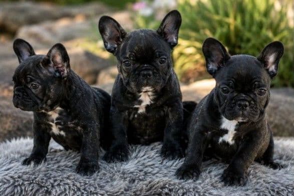 French Bulldog Puppies - Champion Parents media 2