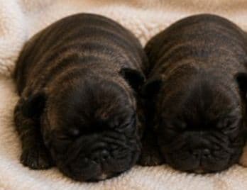 French Bulldog Puppies - Champion Sire media 2