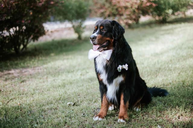 Bernese Mountain Dog Puppies media 2