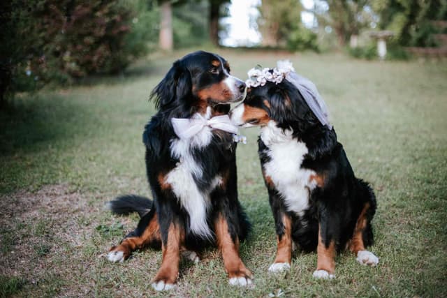 Bernese Mountain Dog Puppies media 3