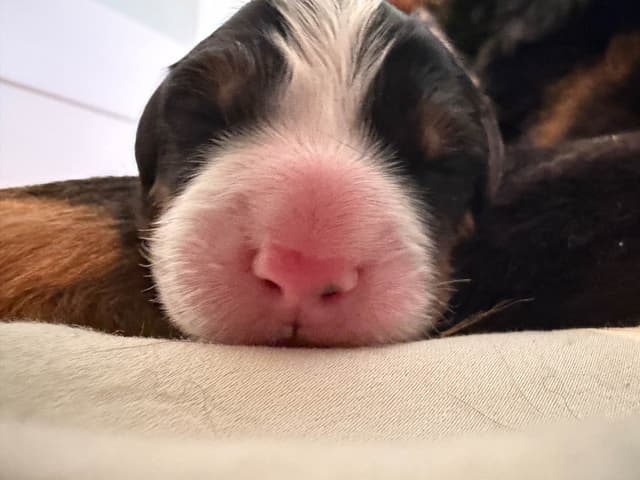 Bernese Mountain Dog Puppies media 5