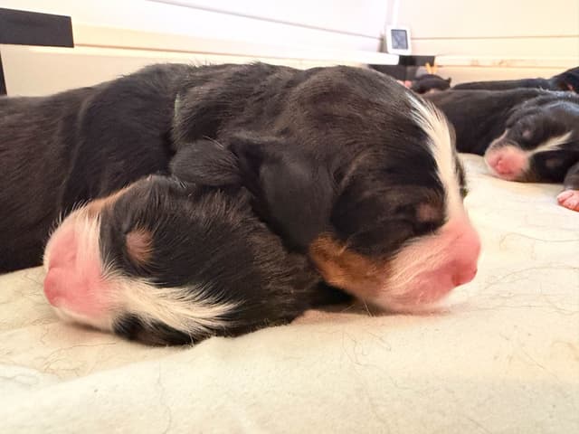 Bernese Mountain Dog Puppies media 6