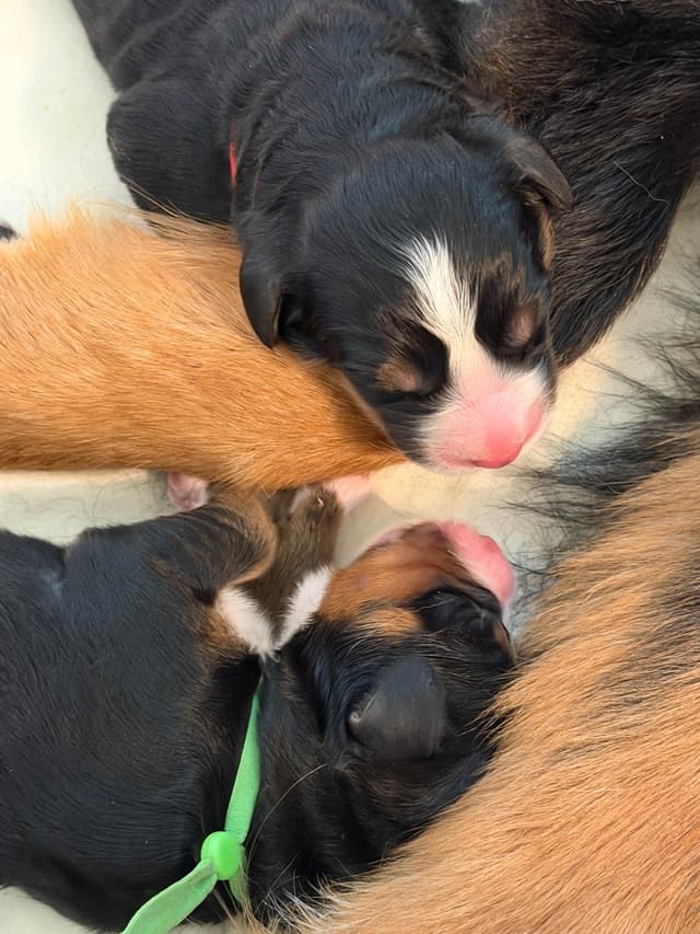 Bernese Mountain Dog Puppies media 7