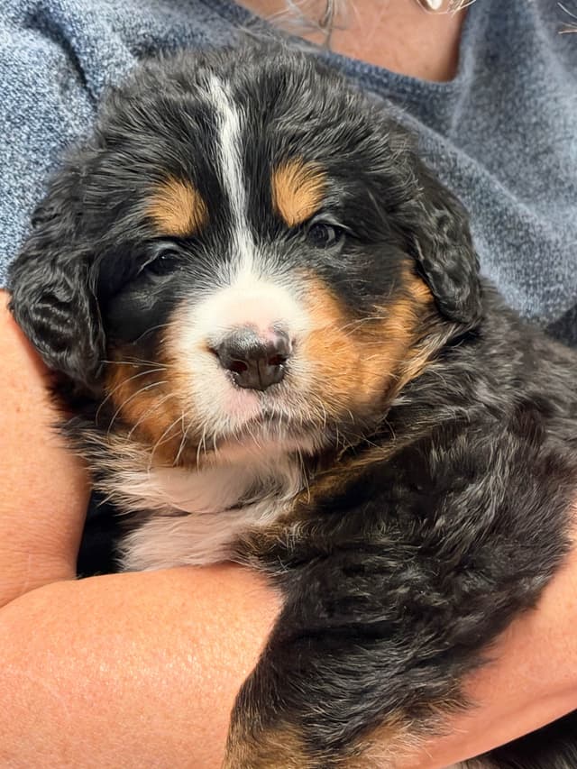 Bernese Mountain Dog Puppies media 8