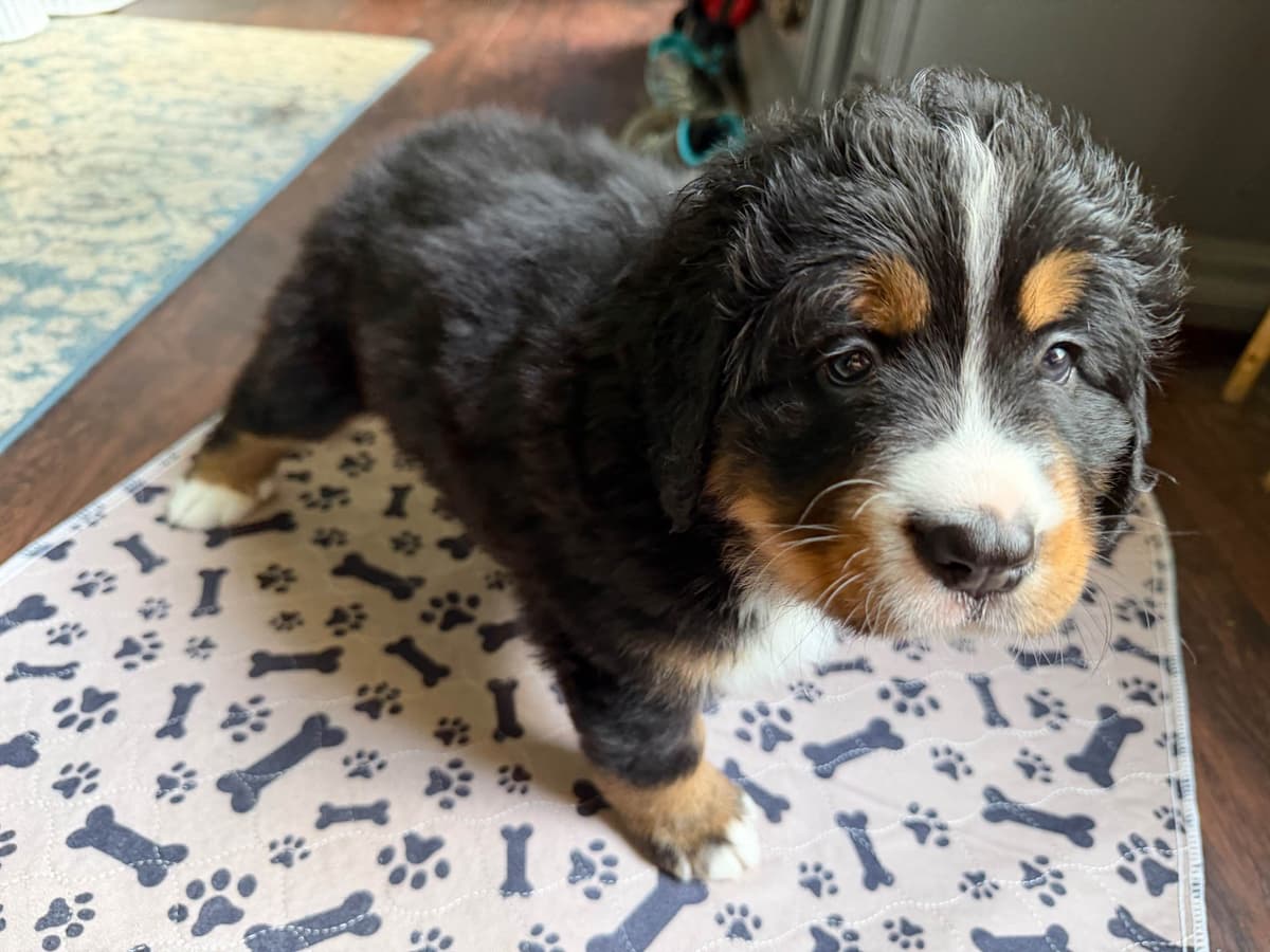 Bernese Mountain Dog Puppies breeder image 1