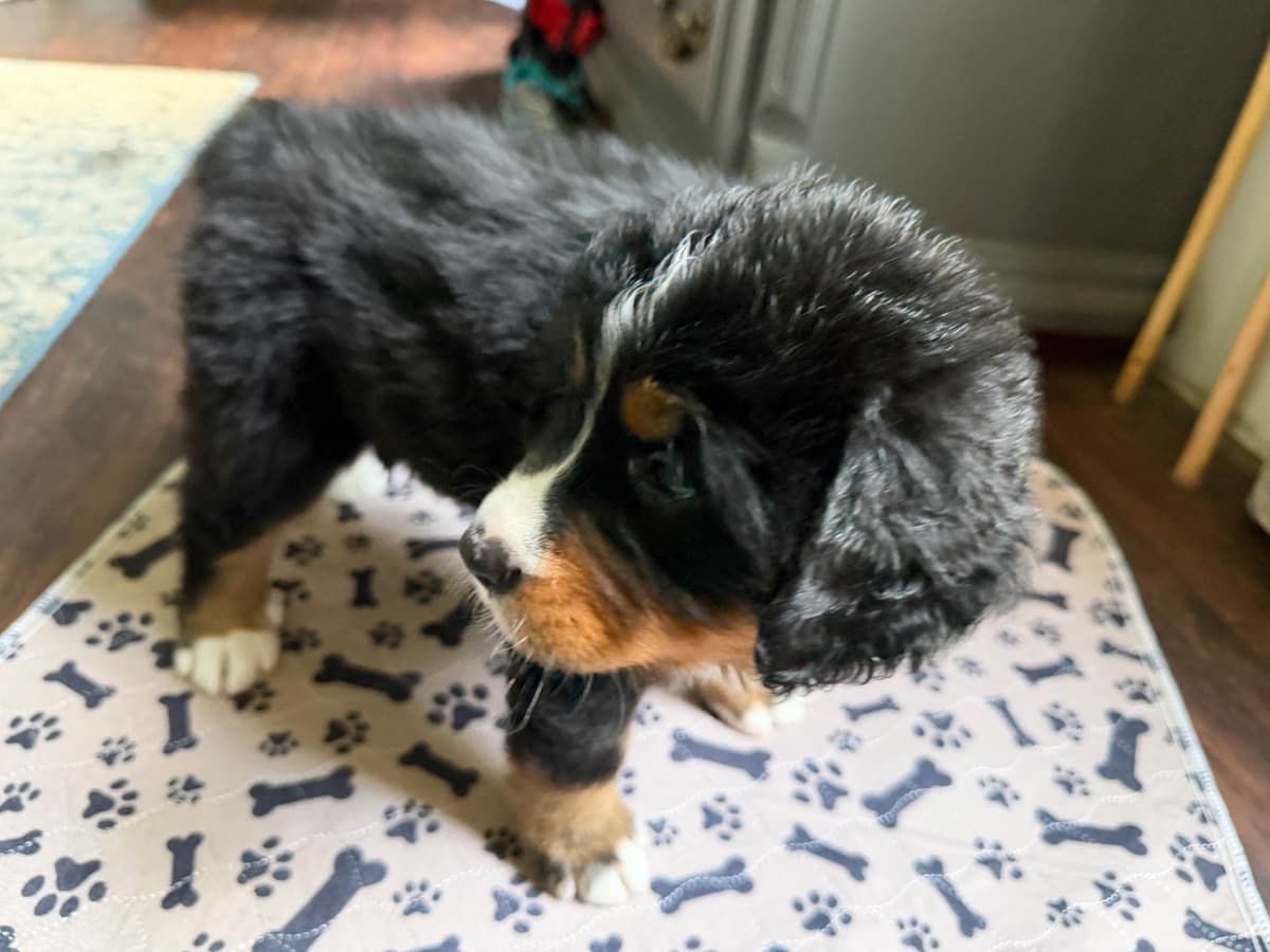 Bernese Mountain Dog Puppies breeder image 3