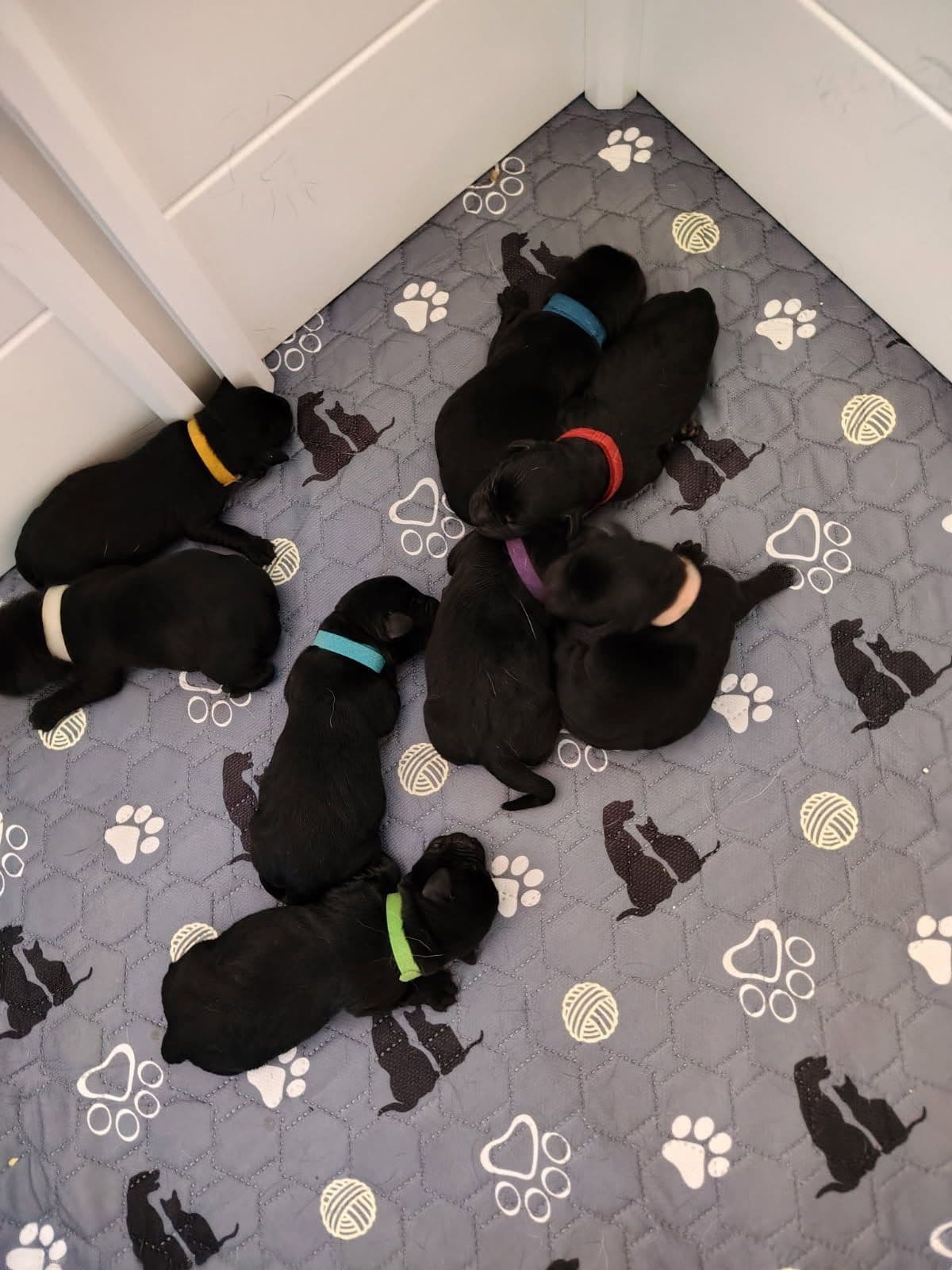 Labrador Retriever Puppies breeder image 1